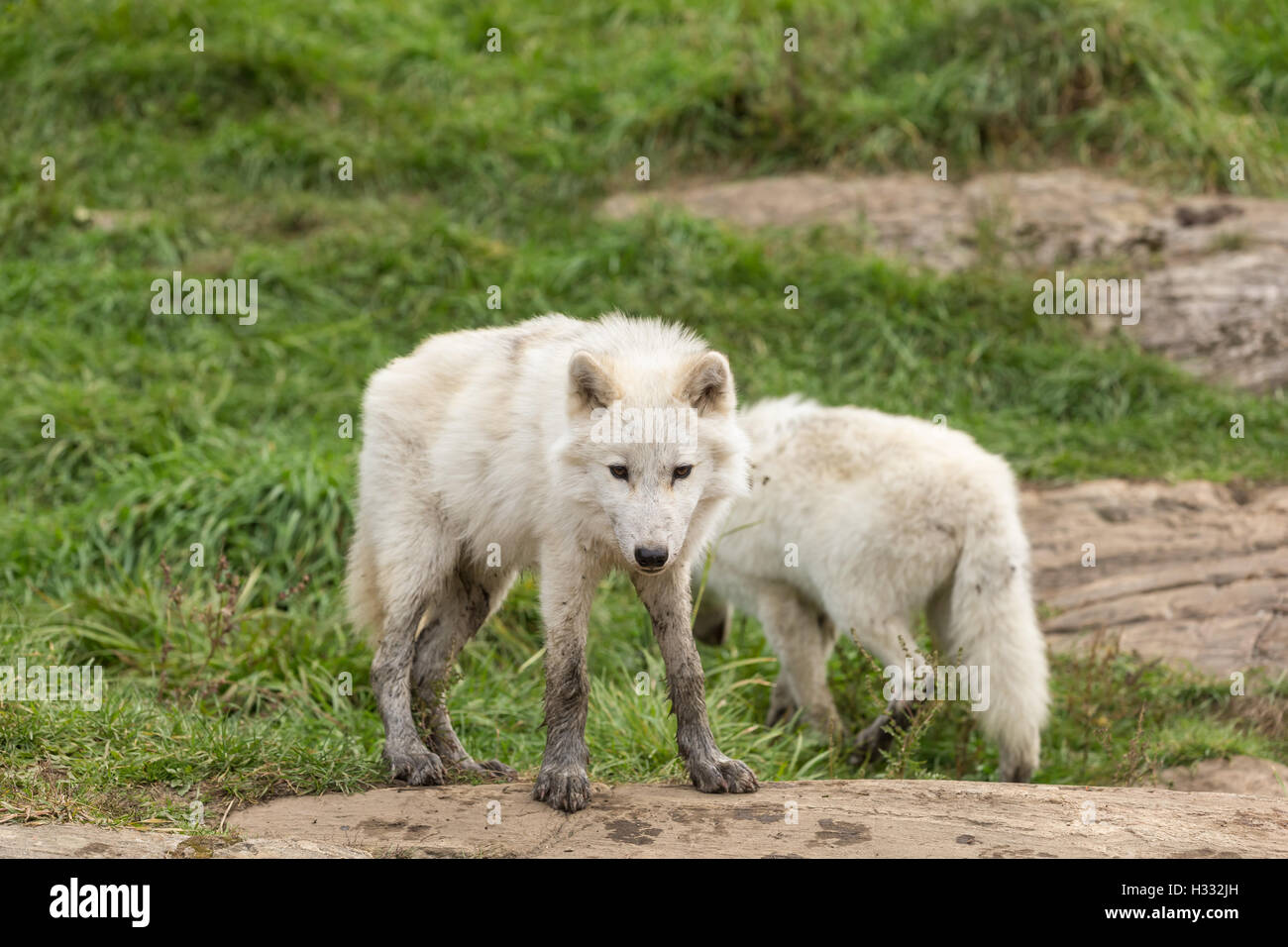 Arctic wolf in the fall forest Stock Photo - Alamy