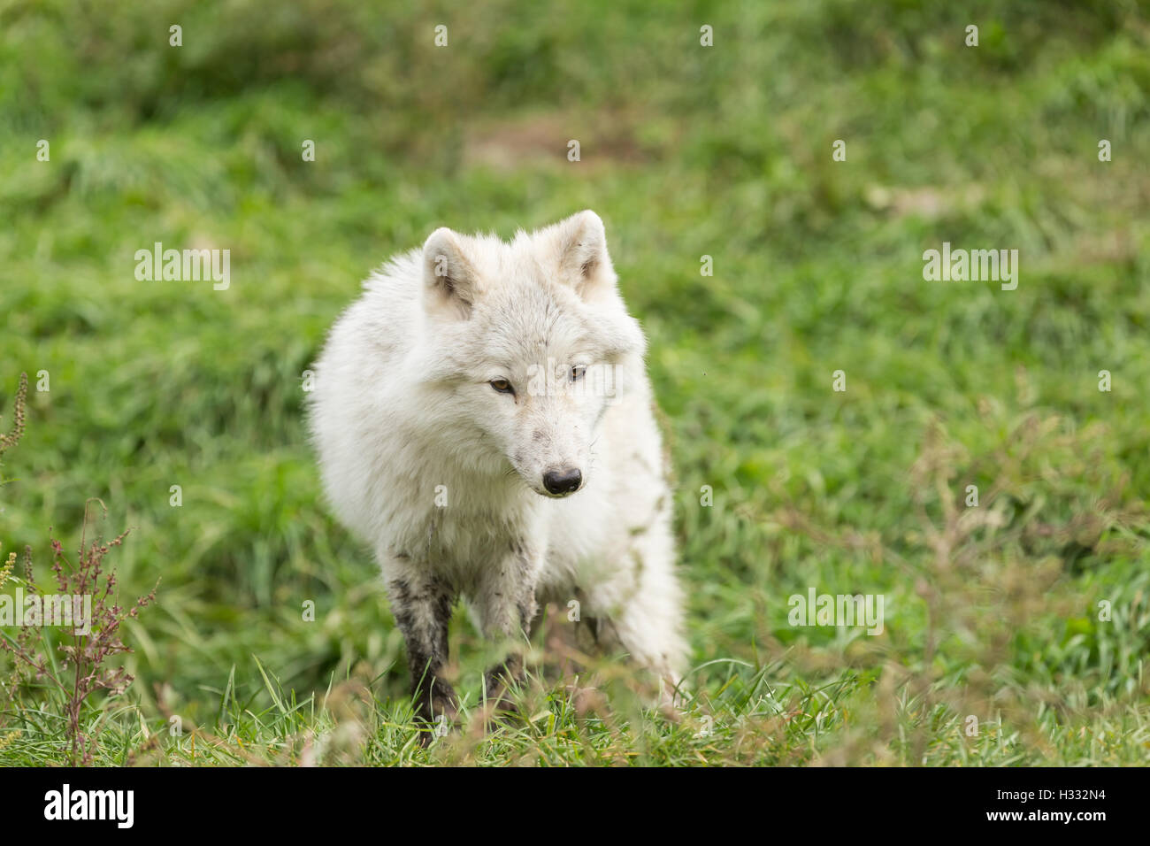 Arctic wolf in the fall forest Stock Photo - Alamy