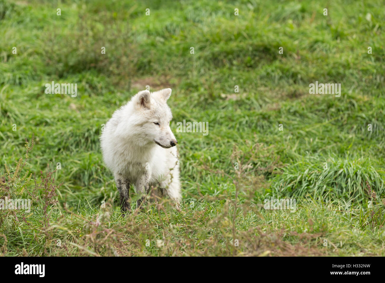 Arctic wolf in the fall forest Stock Photo - Alamy
