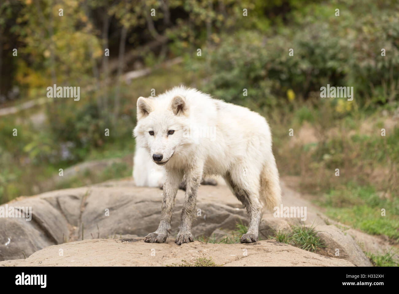 Arctic wolf in the fall forest Stock Photo - Alamy