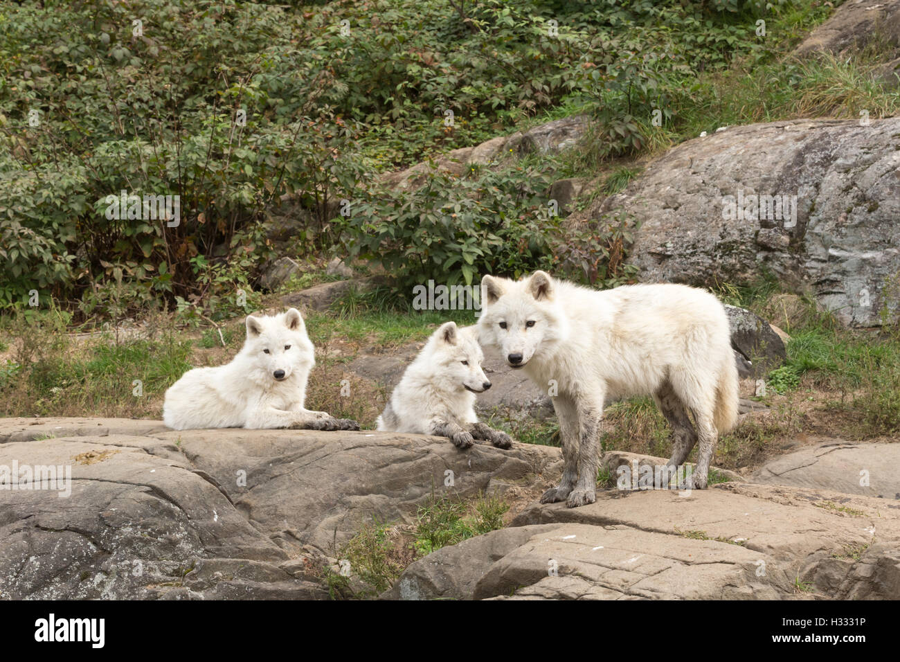 Arctic wolf in the fall forest Stock Photo - Alamy