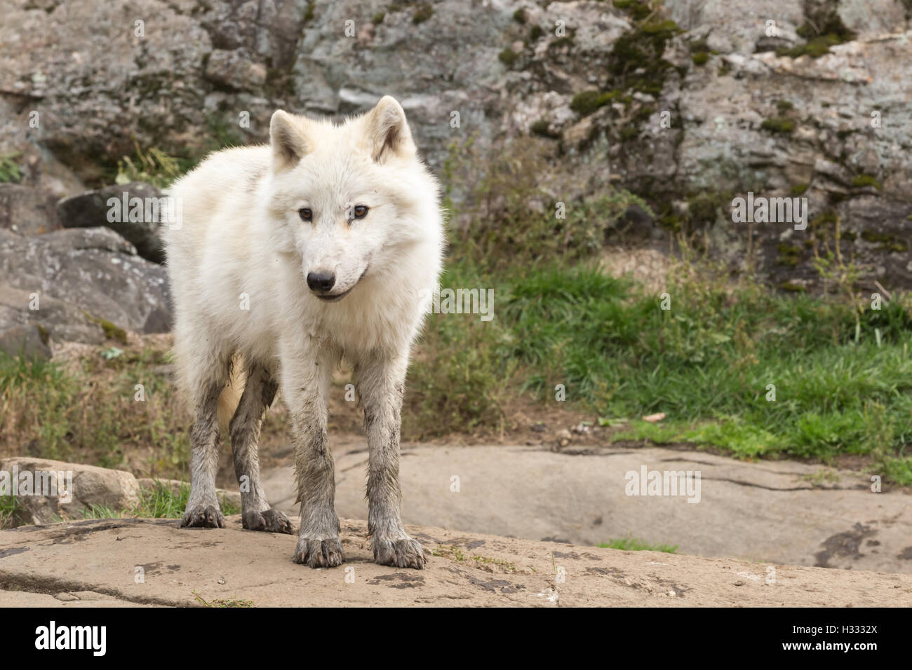 Arctic wolf in the fall forest Stock Photo - Alamy