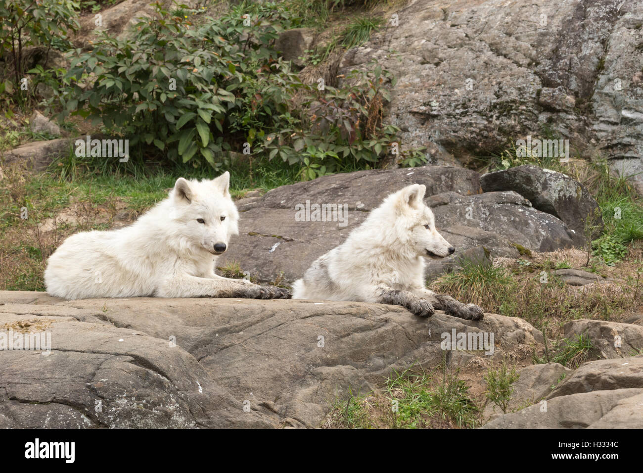 Arctic wolf in the fall forest Stock Photo - Alamy
