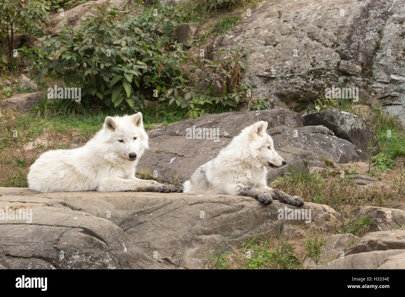 Arctic wolf in the fall forest Stock Photo - Alamy