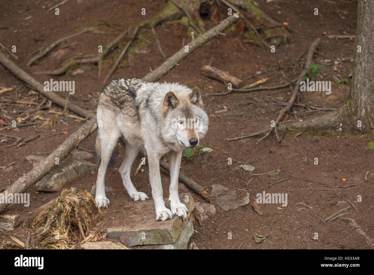 A lone timber wolf in a forest scene Stock Photo Alamy