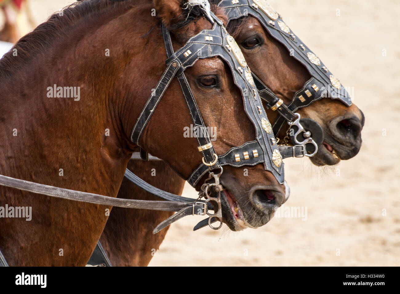 Horses, Roman chariot in a fight of gladiators, bloody circus Stock Photo