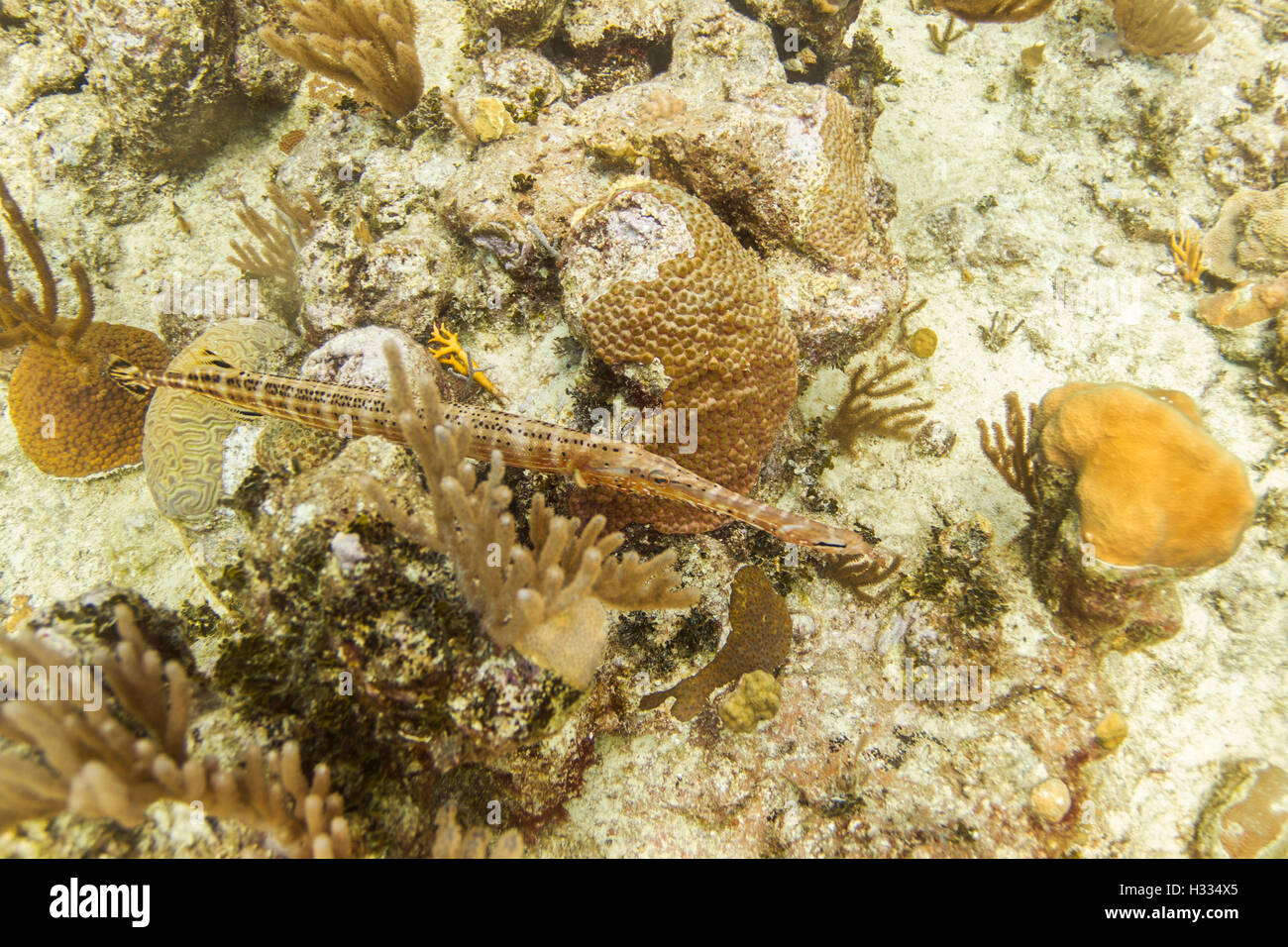 Atlantic trumpetfish Stock Photo
