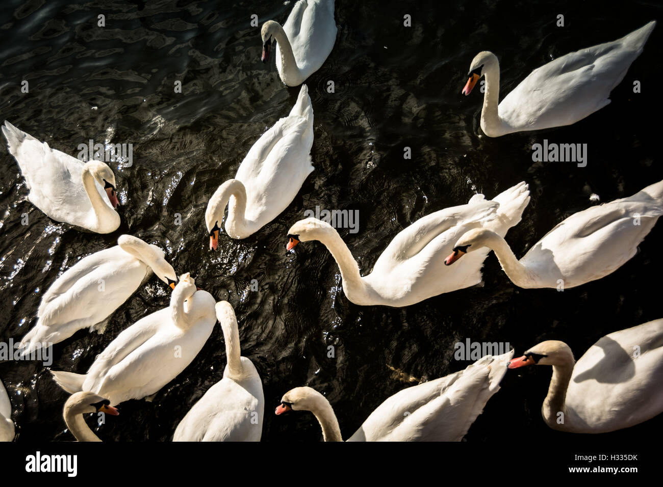 A birds-eye view of a bevy of Mute swans feeding together Stock Photo