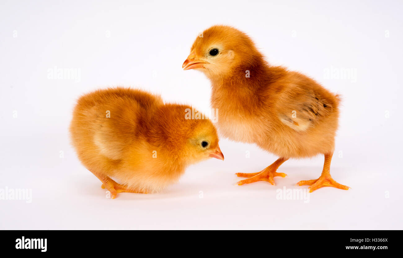 Baby Chick Newborn Farm Chickens Standing White Rhode Island Red Stock Photo Alamy Baby Chick Newborn Farm Chickens Standing White Rhode Island Red Stock Photo Alamy