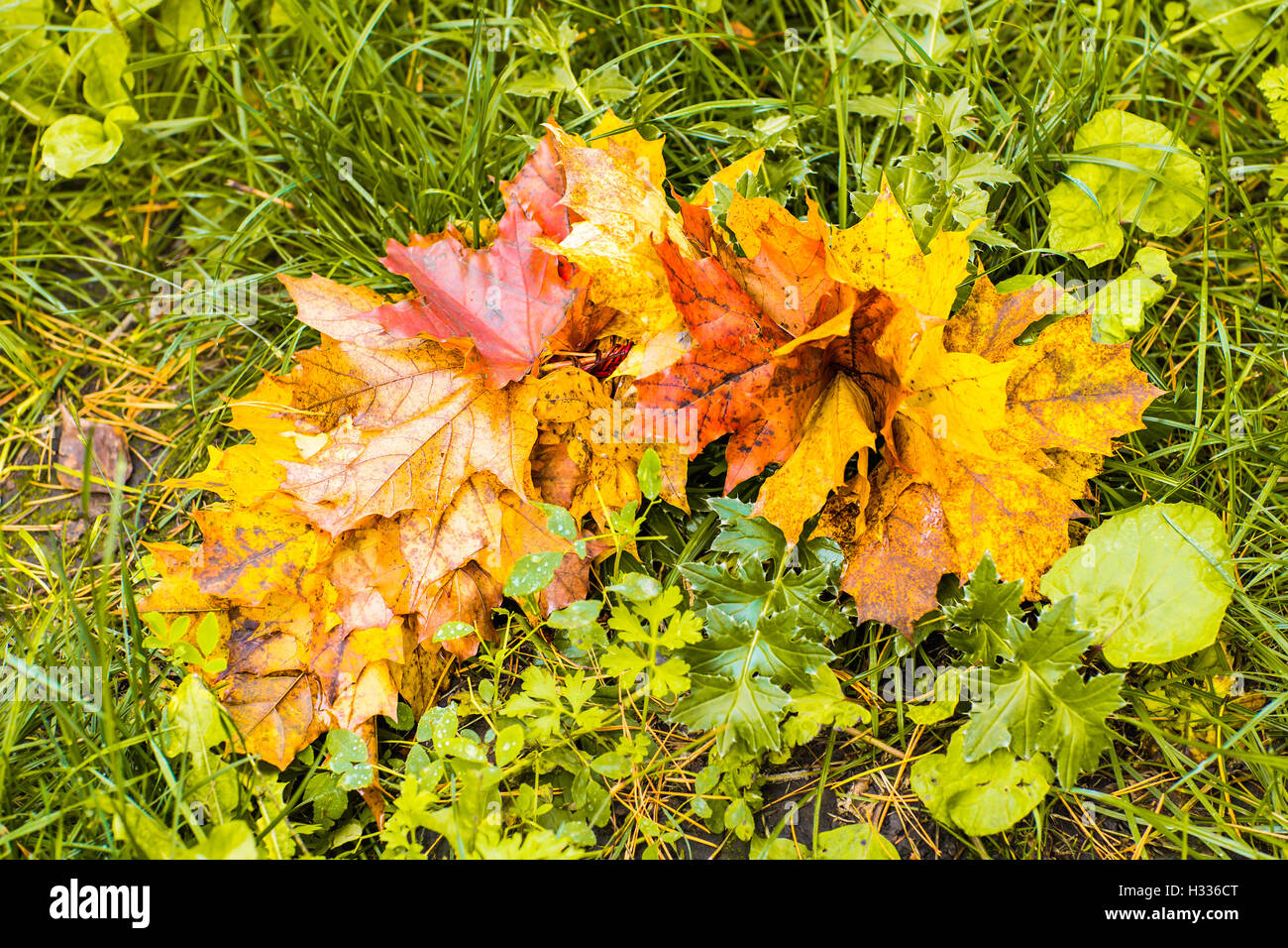 Colorful fall maple leaves on a background of green grass. Top view ...