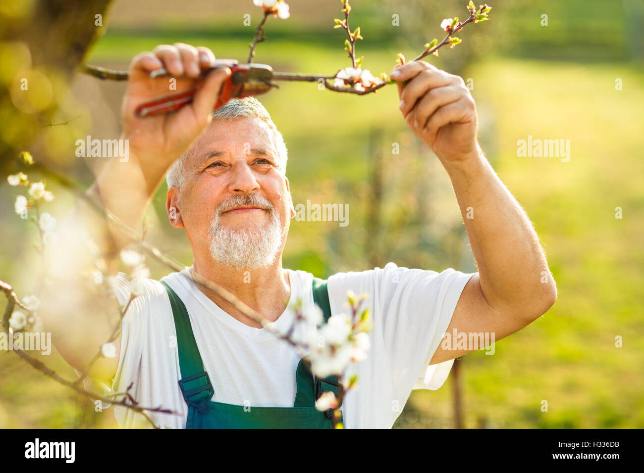 Portrait of a handsome senior man gardening in his garden Stock Photo ...