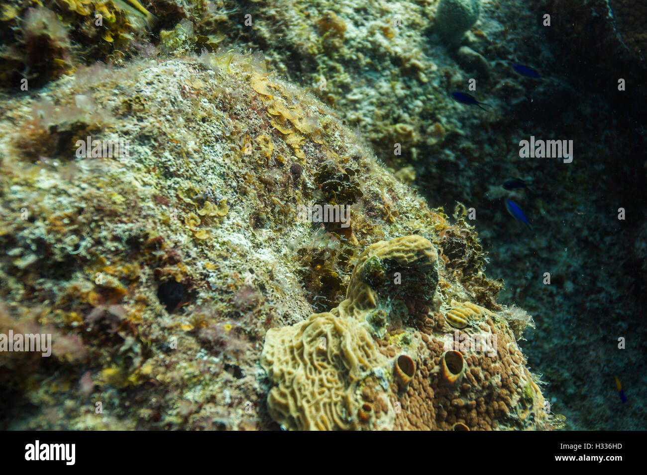 Sea sponge turks hi-res stock photography and images - Alamy