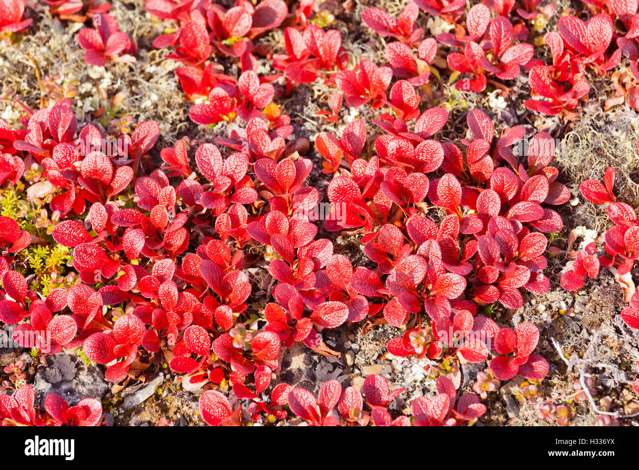 Arctous Ruber Red Bearberry Arctous rubra shiny fall leaves Stock Photo - Alamy