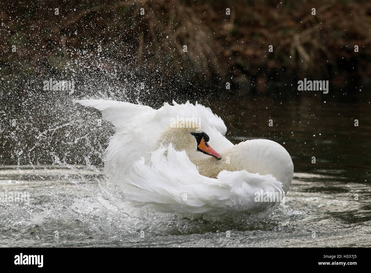 Mute Swan (Cygnus olor), bathing Kemnade, North Rhine-Westphalia, Germany Stock Photo