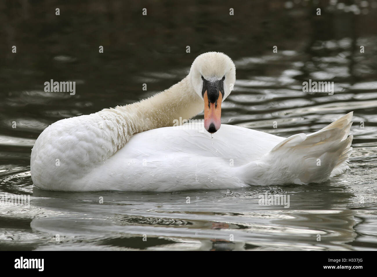 Mute Swan (Cygnus olor), bathing, Kemnade, North Rhine-Westphalia, Germany Stock Photo