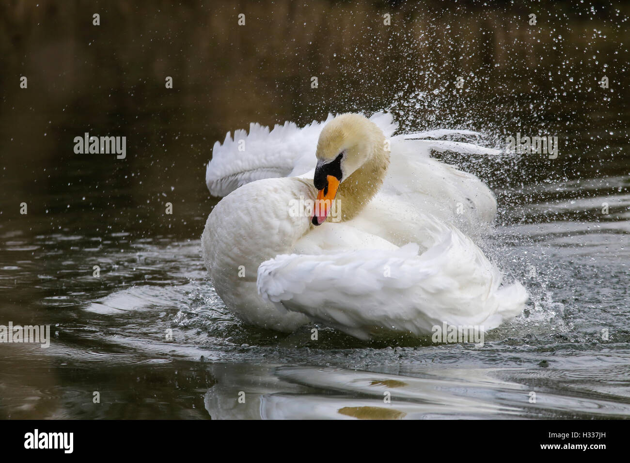 Mute Swan (Cygnus olor), bathing, Kemnade, North Rhine-Westphalia, Germany Stock Photo