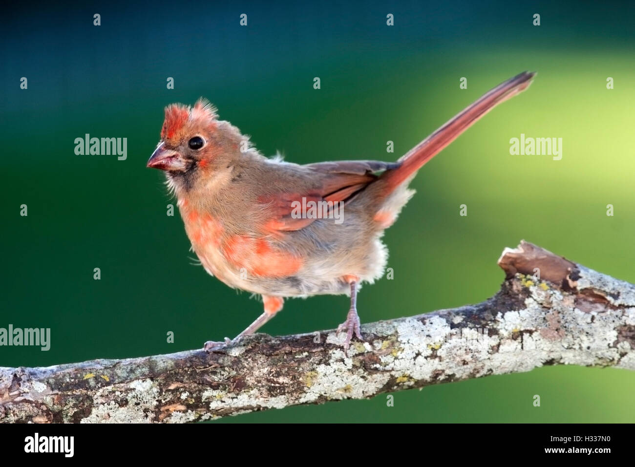 Young male cardinal hi-res stock photography and images - Alamy