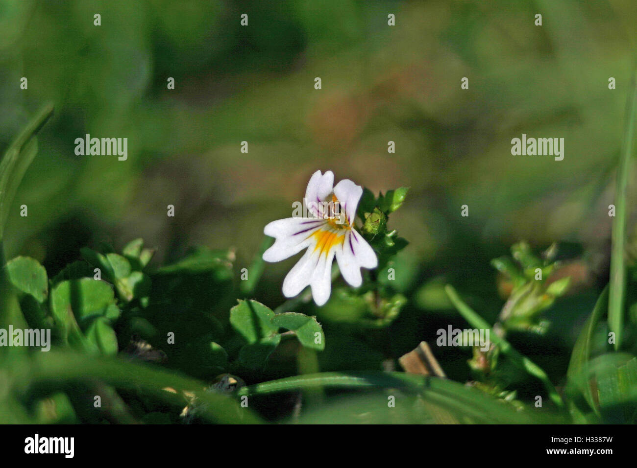 Eyebright (Euphrasia) flower. Stock Photo