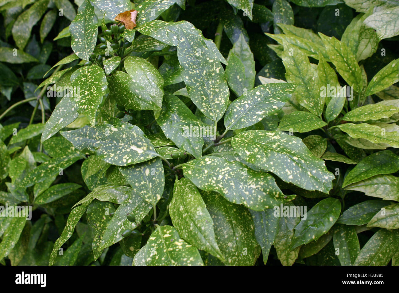 Aucuba hi-res stock photography and images - Alamy