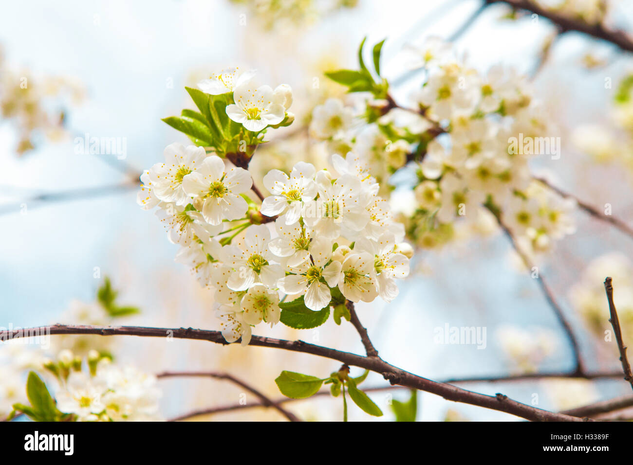 flowers of tree in spring Stock Photo Alamy