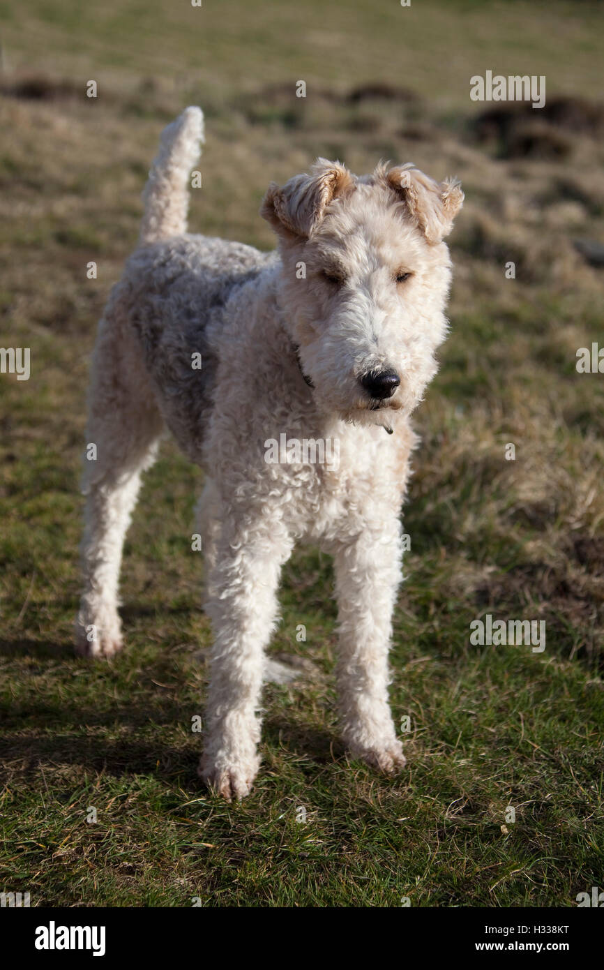 Wire haired terrier dog outdoors Stock Photo