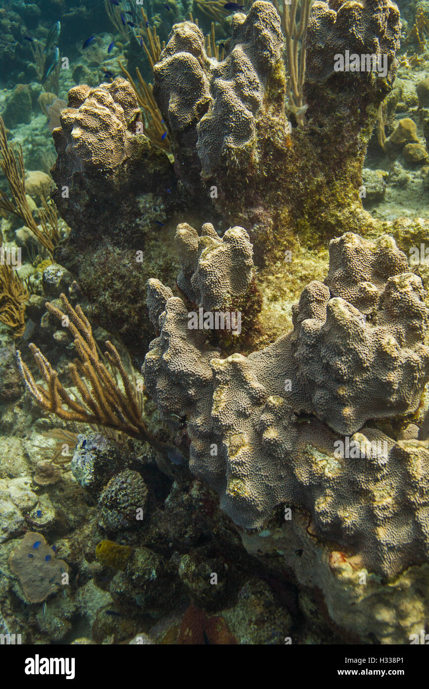 Coral encrusting sponge Stock Photo