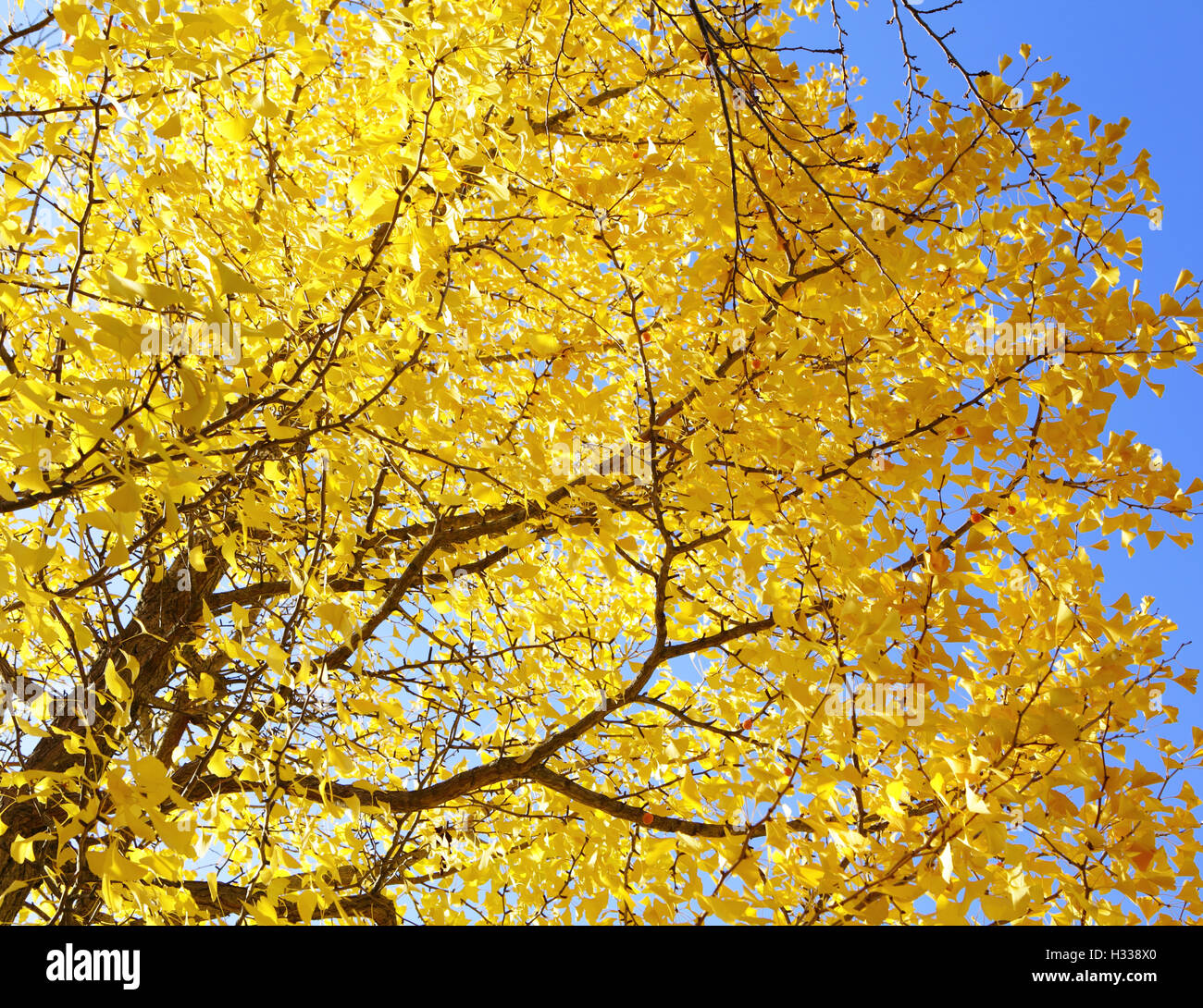 Yellow gingko tree with clear blue sky Stock Photo - Alamy
