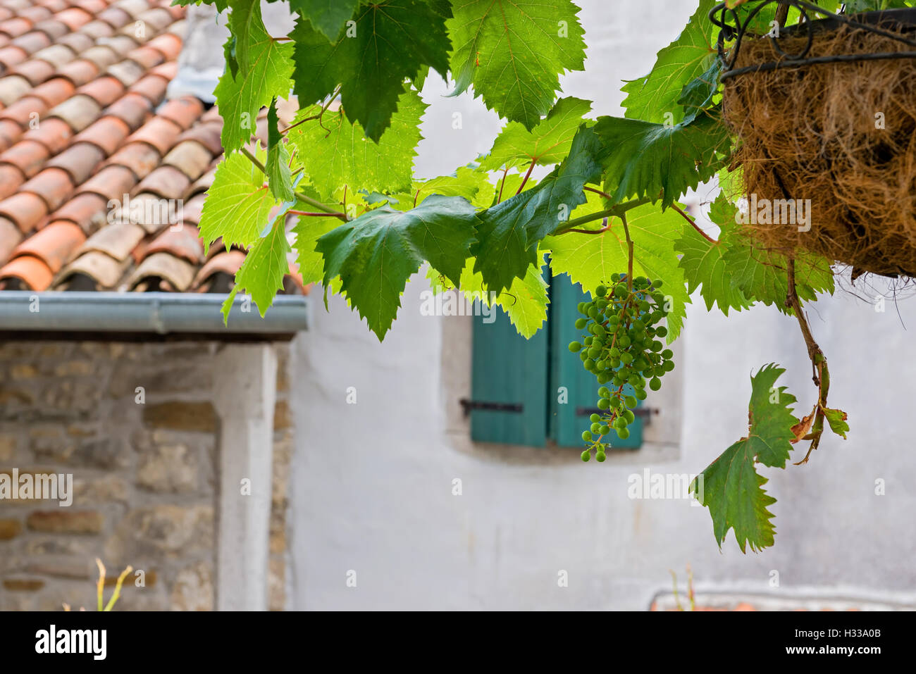 Bunch of grapes with green leaves Stock Photo - Alamy