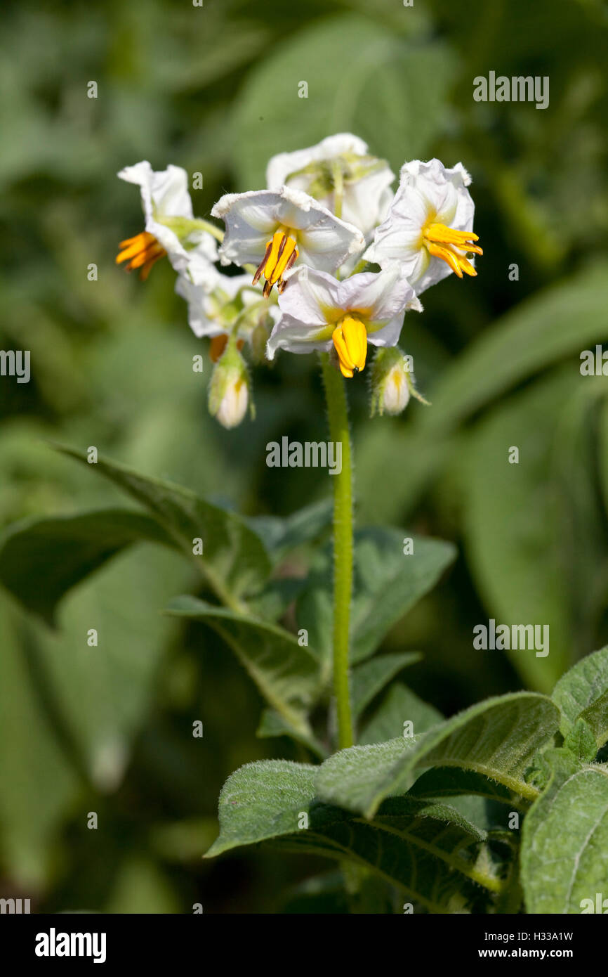 Potato plant (Solanum tuberosum), flowers Stock Photo
