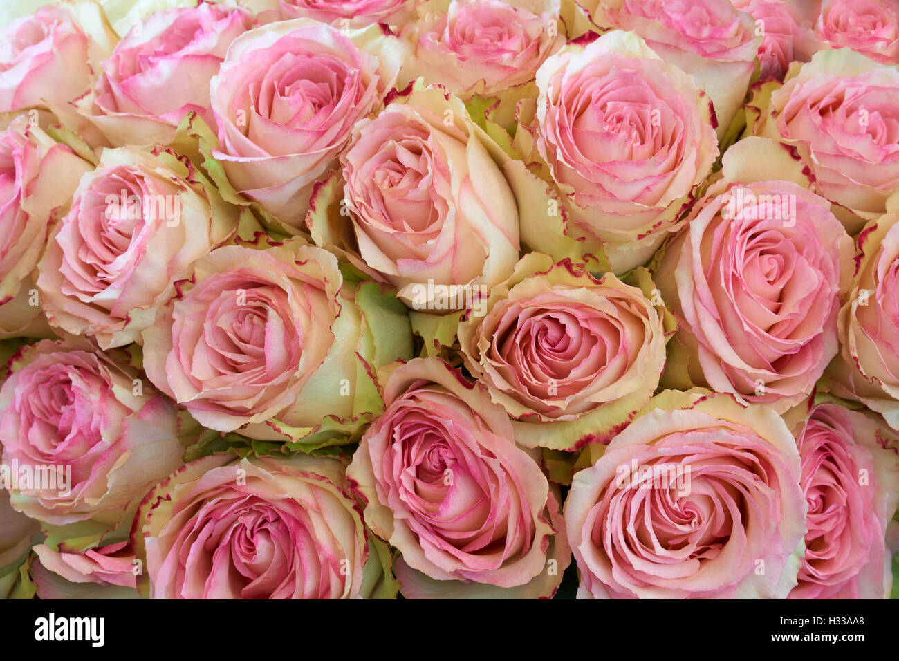Heap of pink roses as floral background Stock Photo