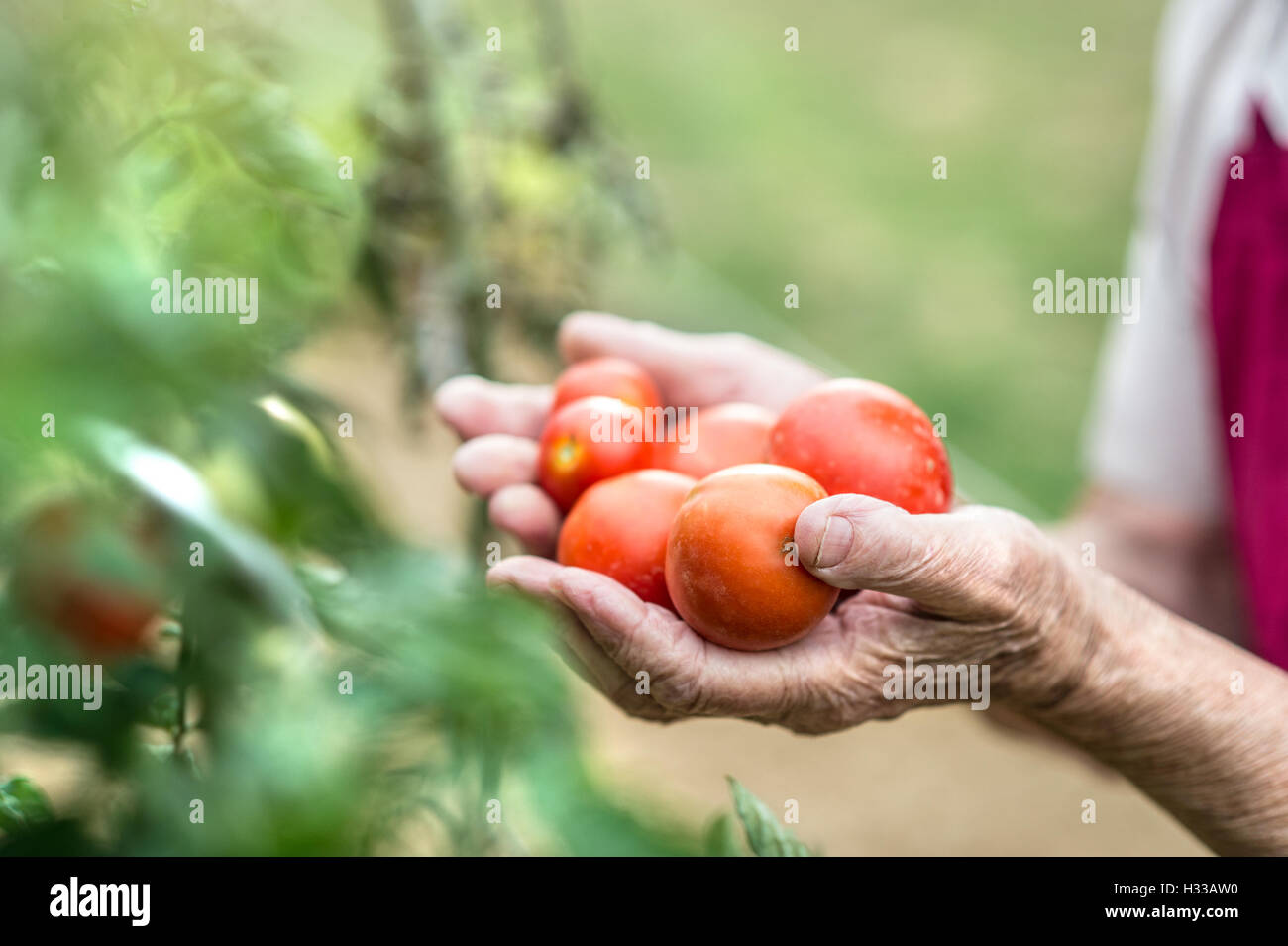 Unrecognizable senior woman in her garden holding tomatoes Stock Photo ...