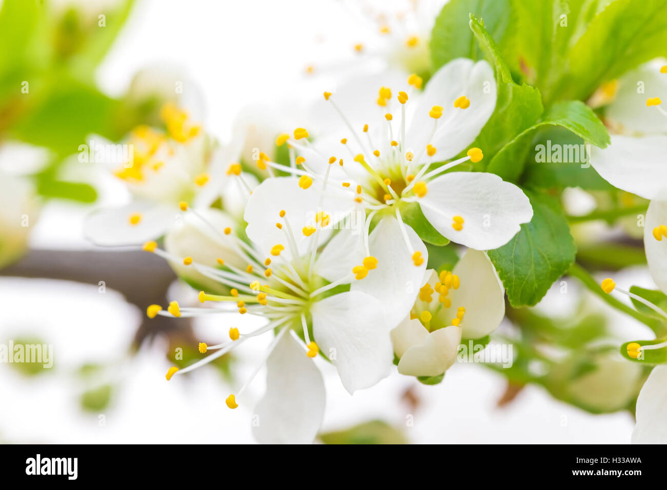Beautiful bloom of flowers hi-res stock photography and images - Alamy