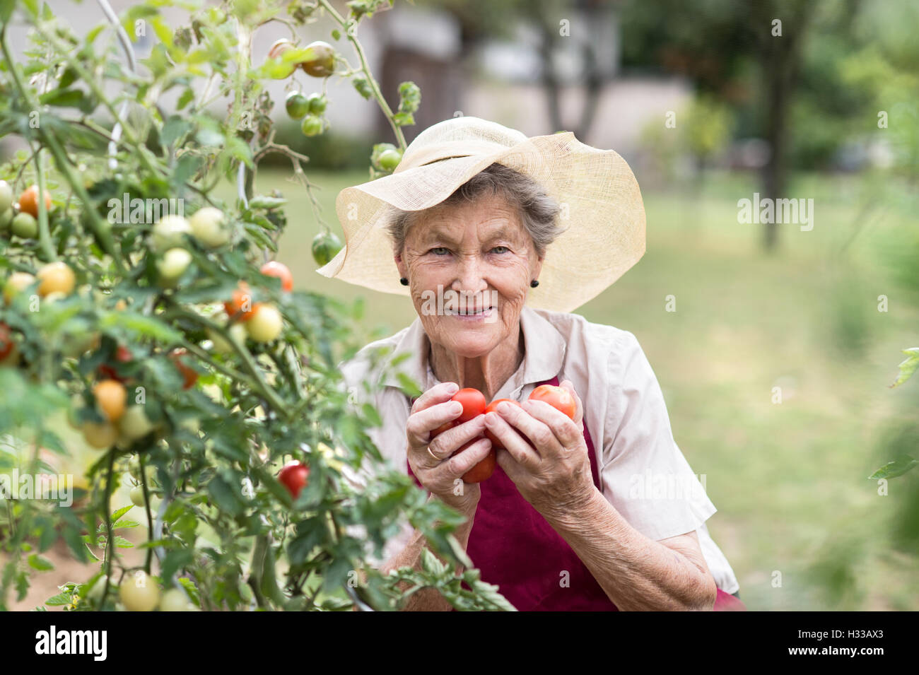 Senior woman in her garden holding tomatoes Stock Photo - Alamy