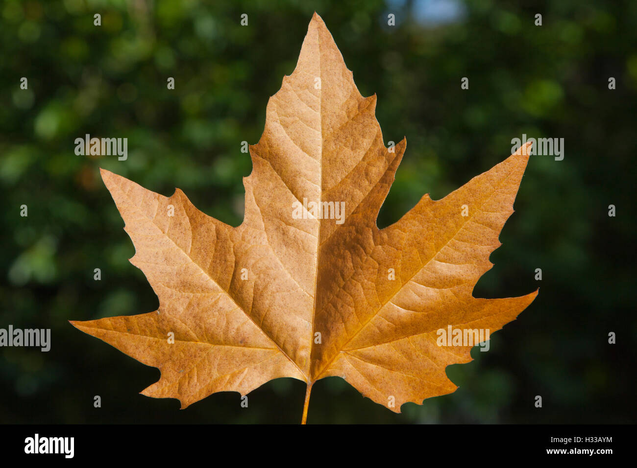 Autumn sycamore leaf Stock Photo