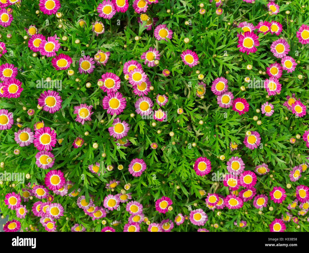 Little pink daisy Stock Photo