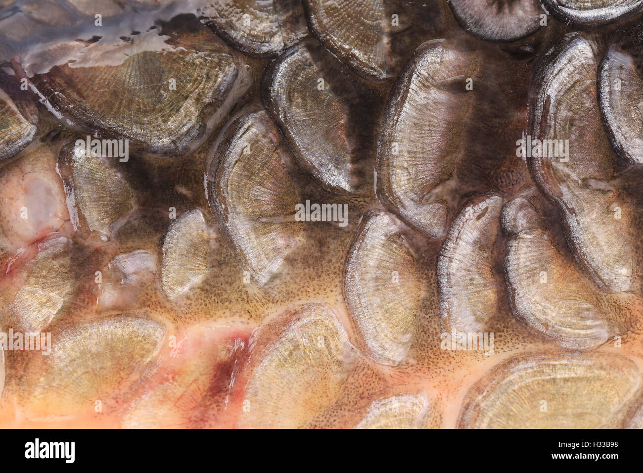 Scales of fish close up Stock Photo - Alamy