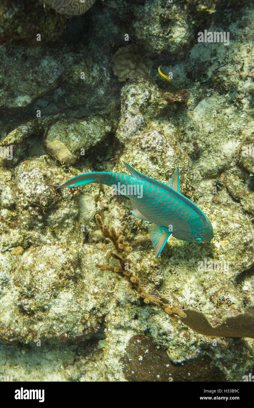 Yellowtail parrotfish Stock Photo