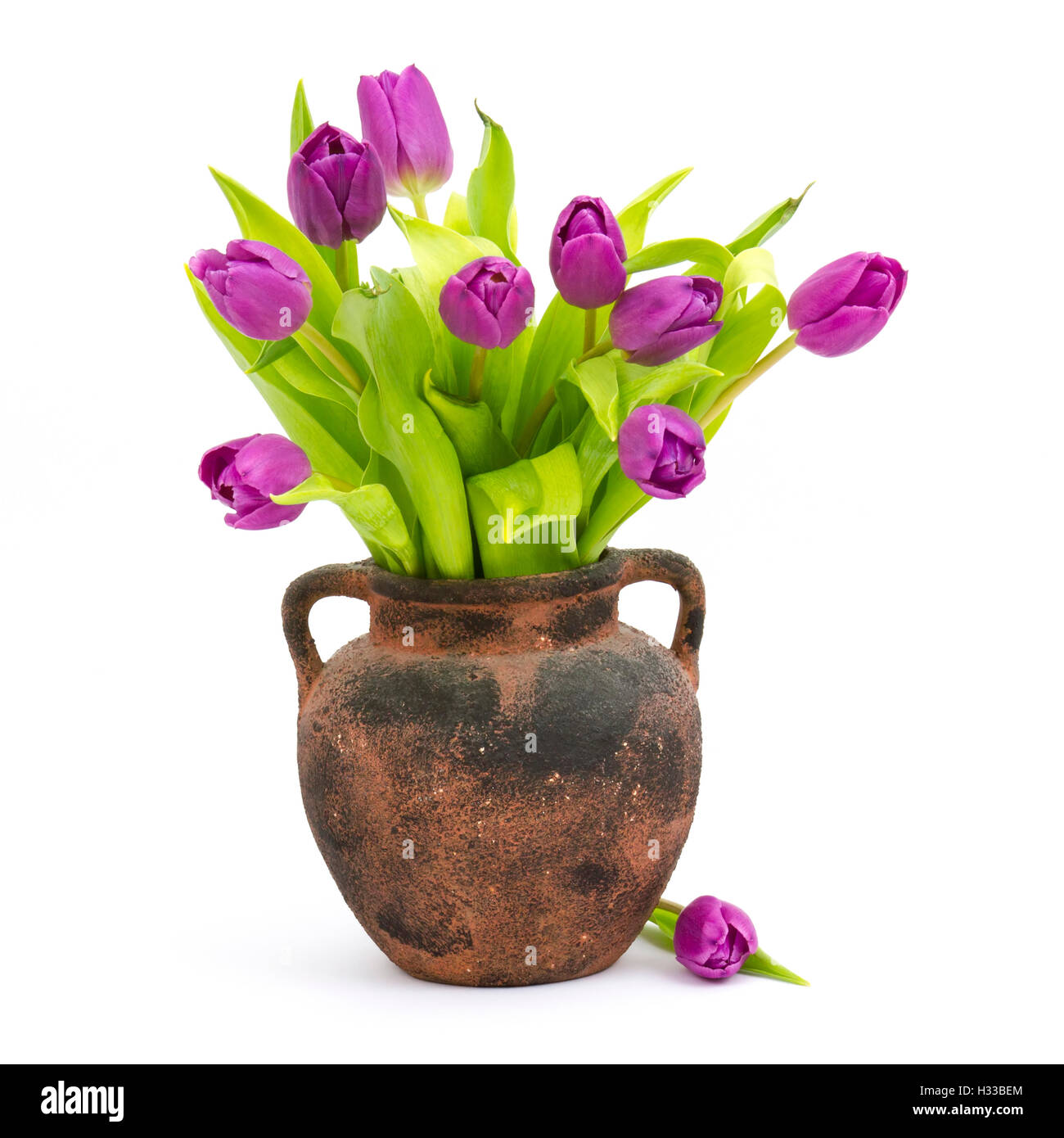 Beautiful pink purple tulip Cut Out Stock Images Pictures Alamy