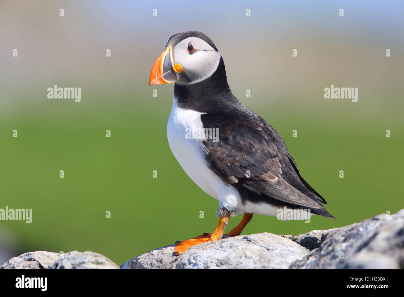 Adult breeding plumage Atlantic Puffin on the Farne Islands in Northumberland, England, UK Stock Photo