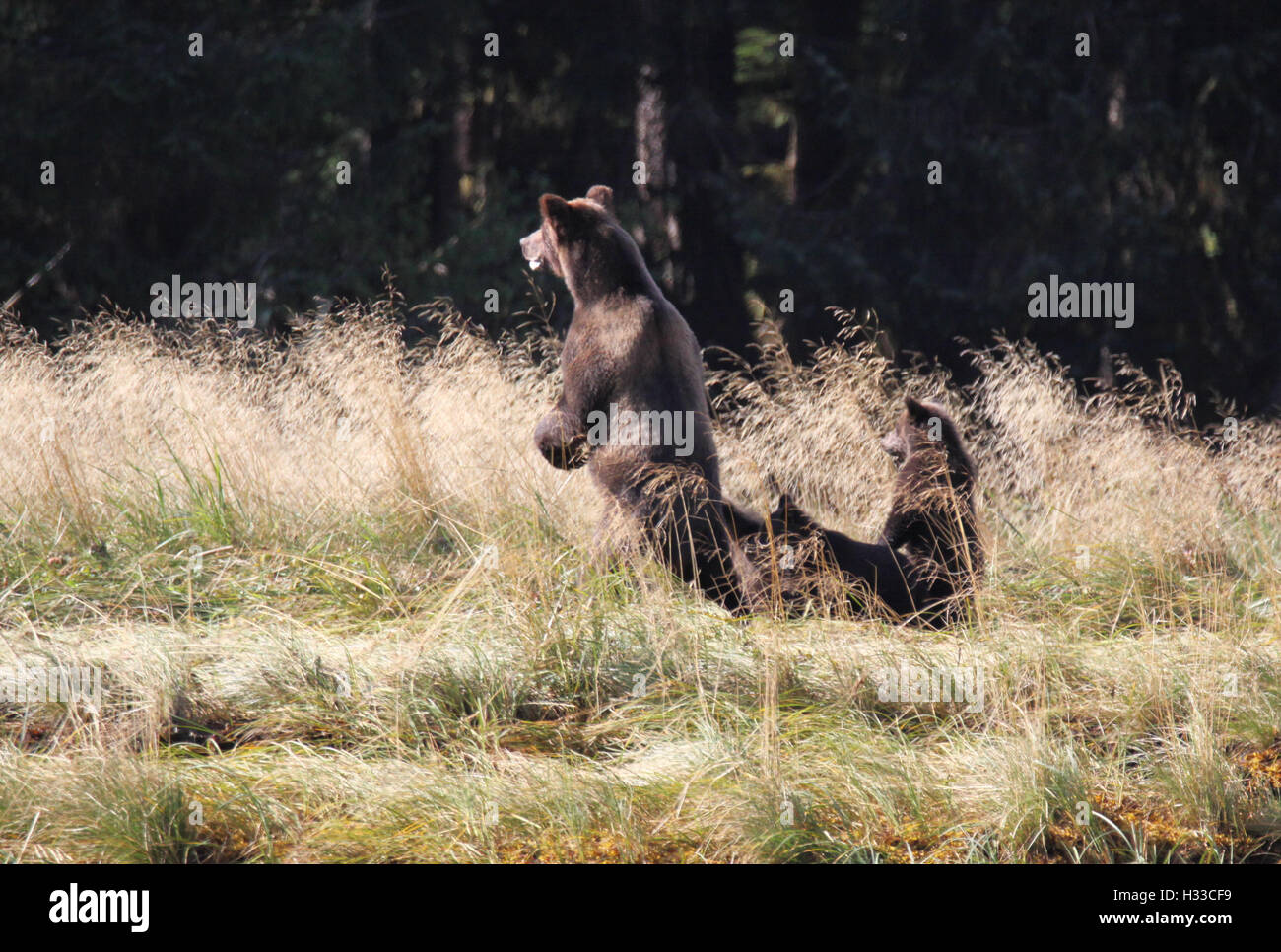 Grizzly sow checking out the competition Stock Photo