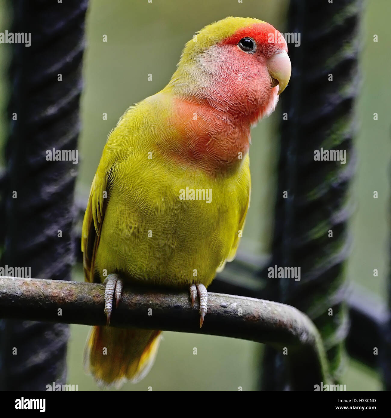 Yellow lovebird agapornis hires stock photography and images Alamy