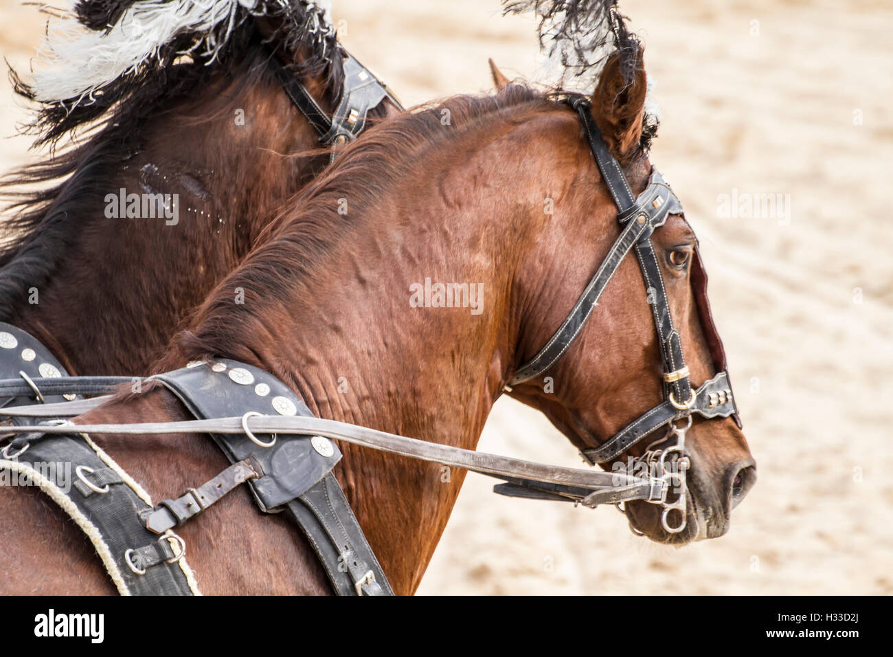 Roman chariots in the circus arena, fighting warriors and horses Stock Photo