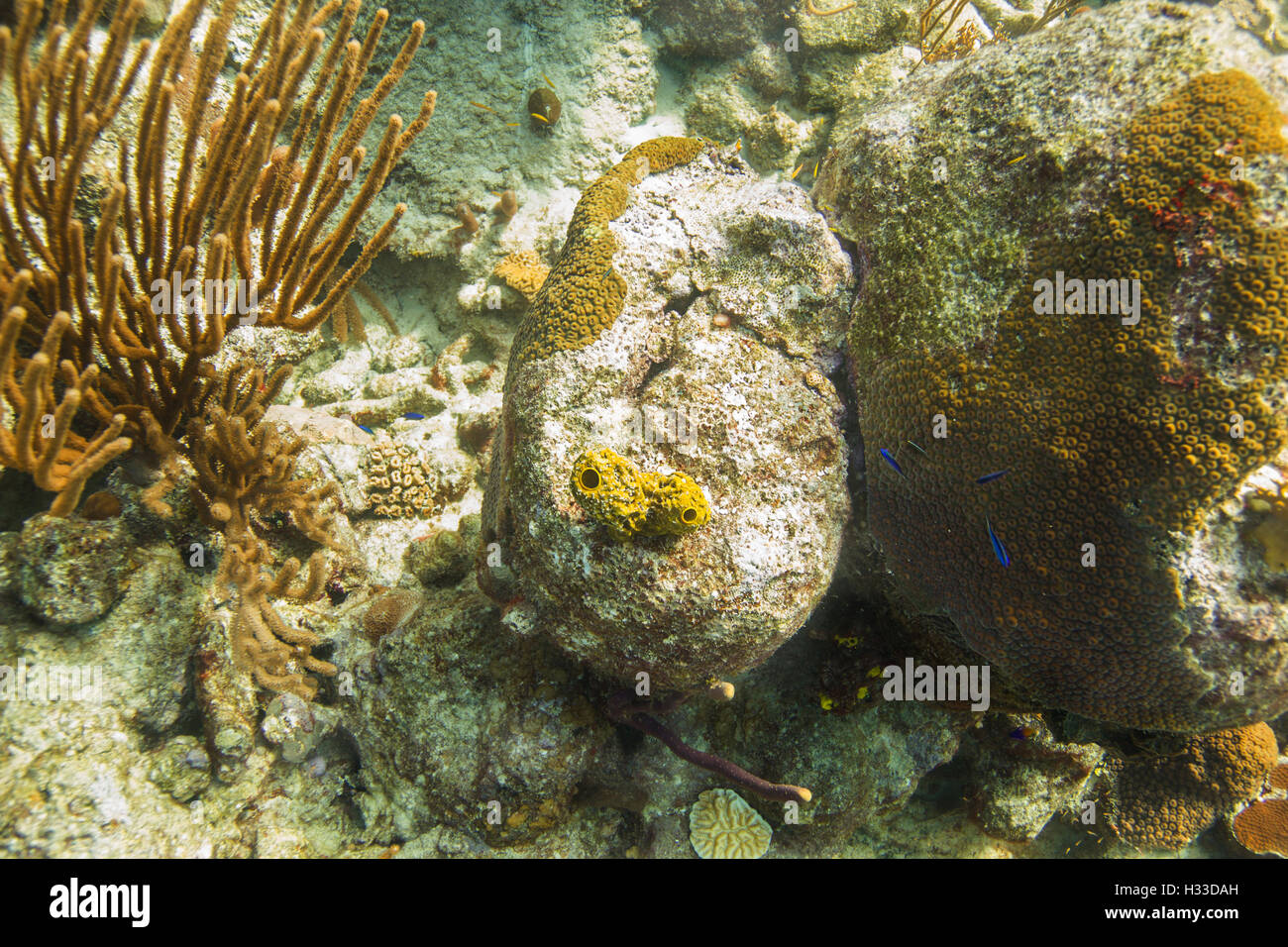 Sponge reef tank hires stock photography and images Alamy