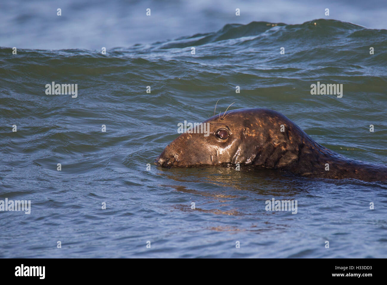 Common seals swimming in Atlantic ocean, at Cape Cod Stock Photo