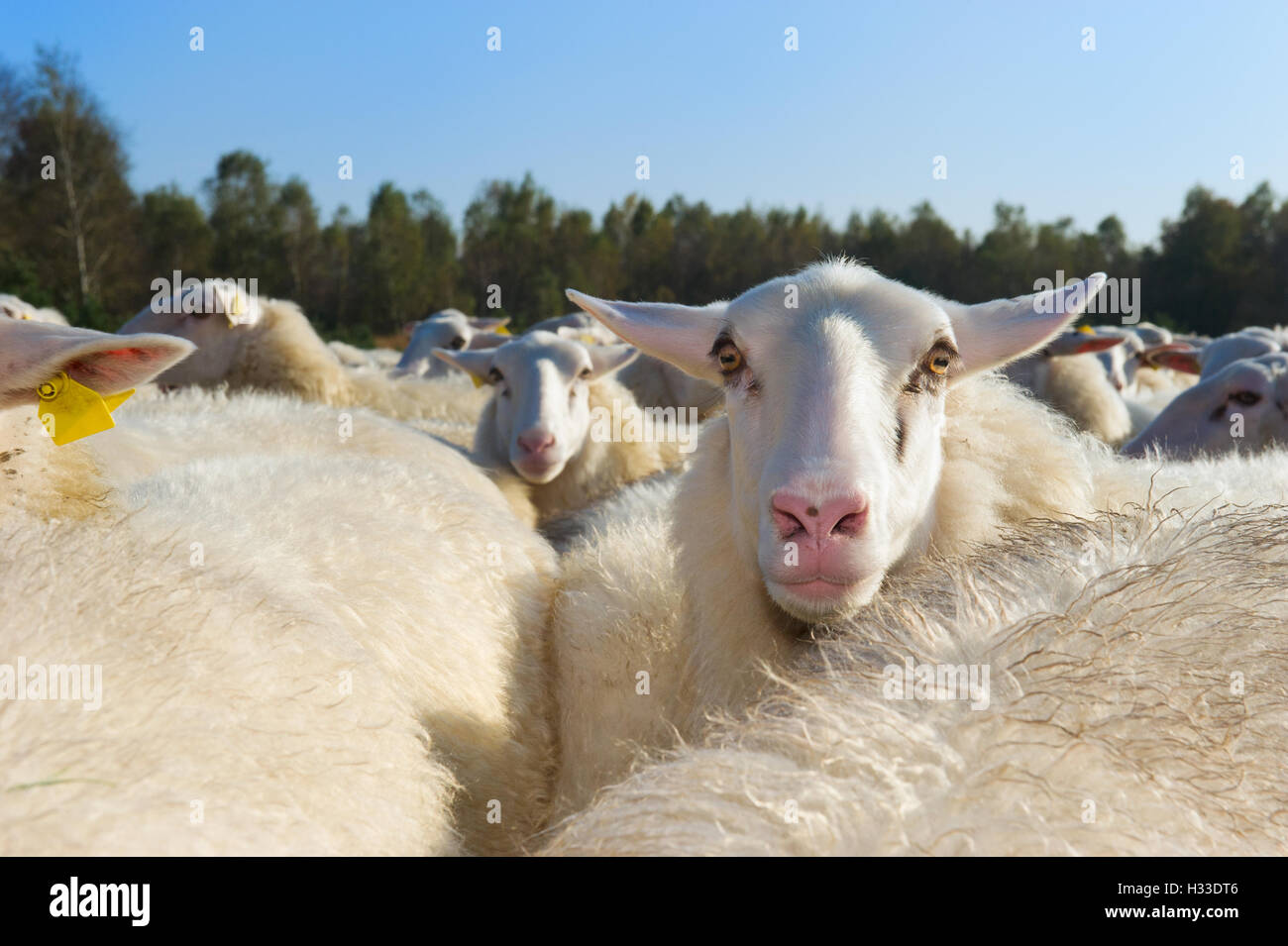 Sheep herd Stock Photo