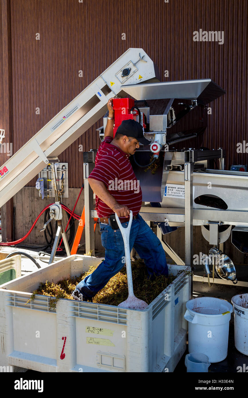 winery worker, destemming grapes, crush pad, B Cellars Vineyards and Winery, Oakville, Napa