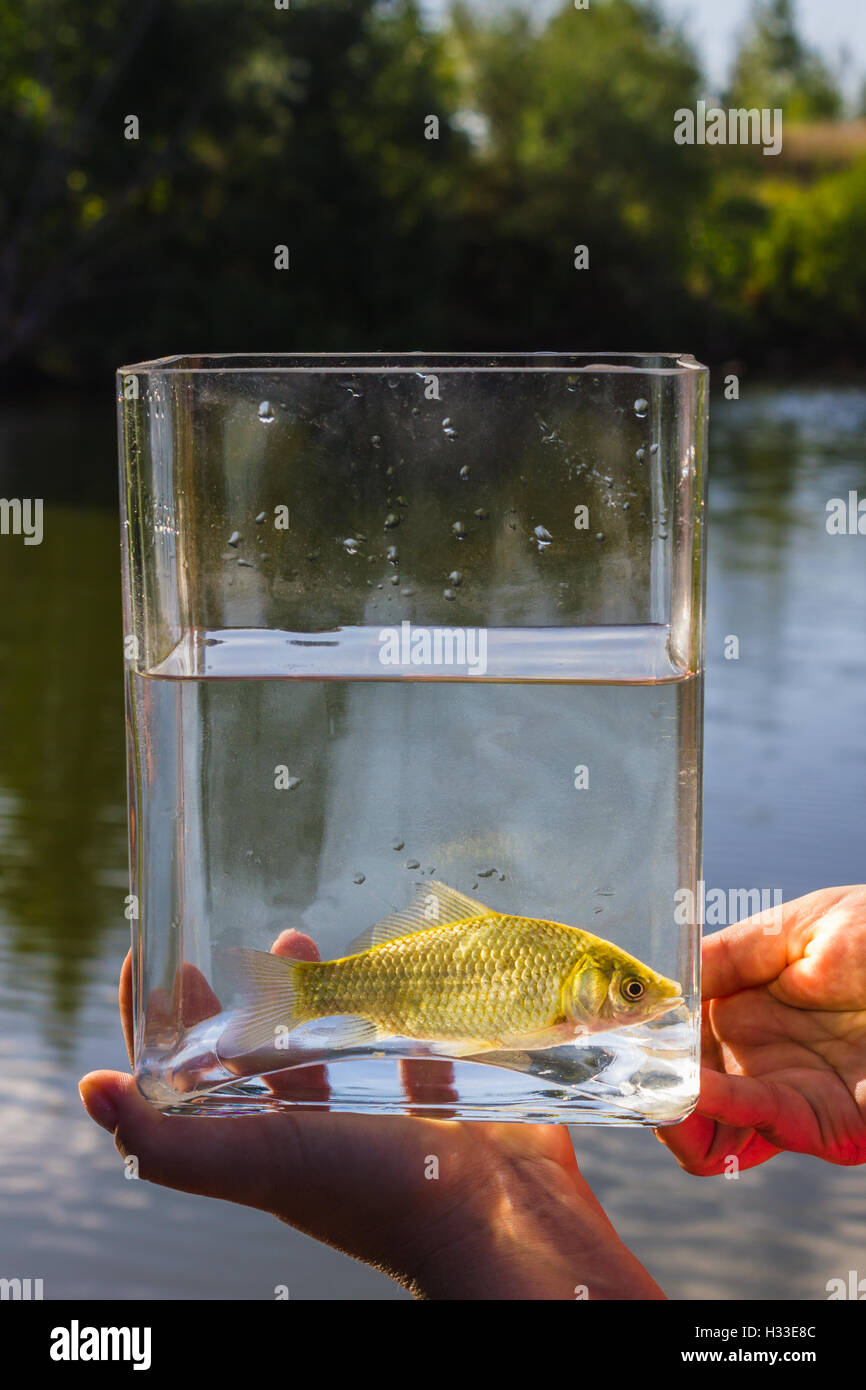 Small fish in a glass jar on the background of lake Stock Photo Alamy