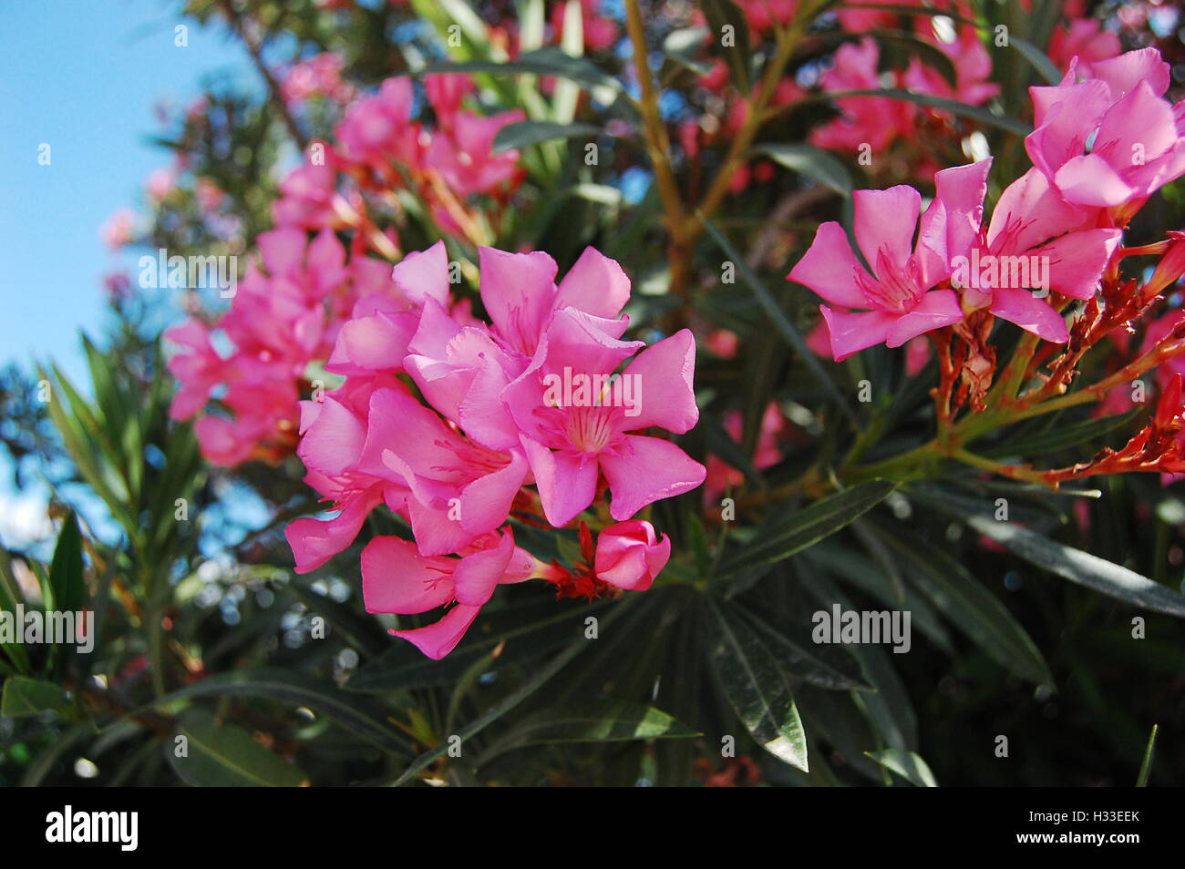 Oleander flower from Greece Stock Photo