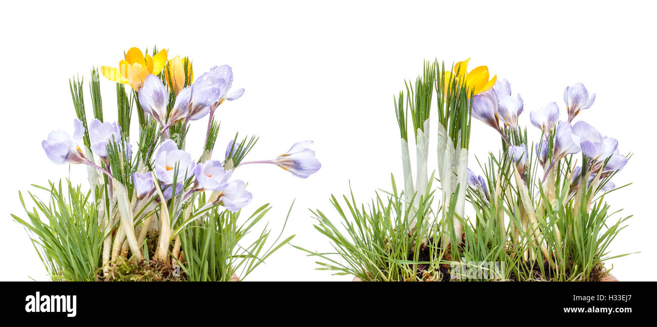 Blossom crocus hi-res stock photography and images - Alamy