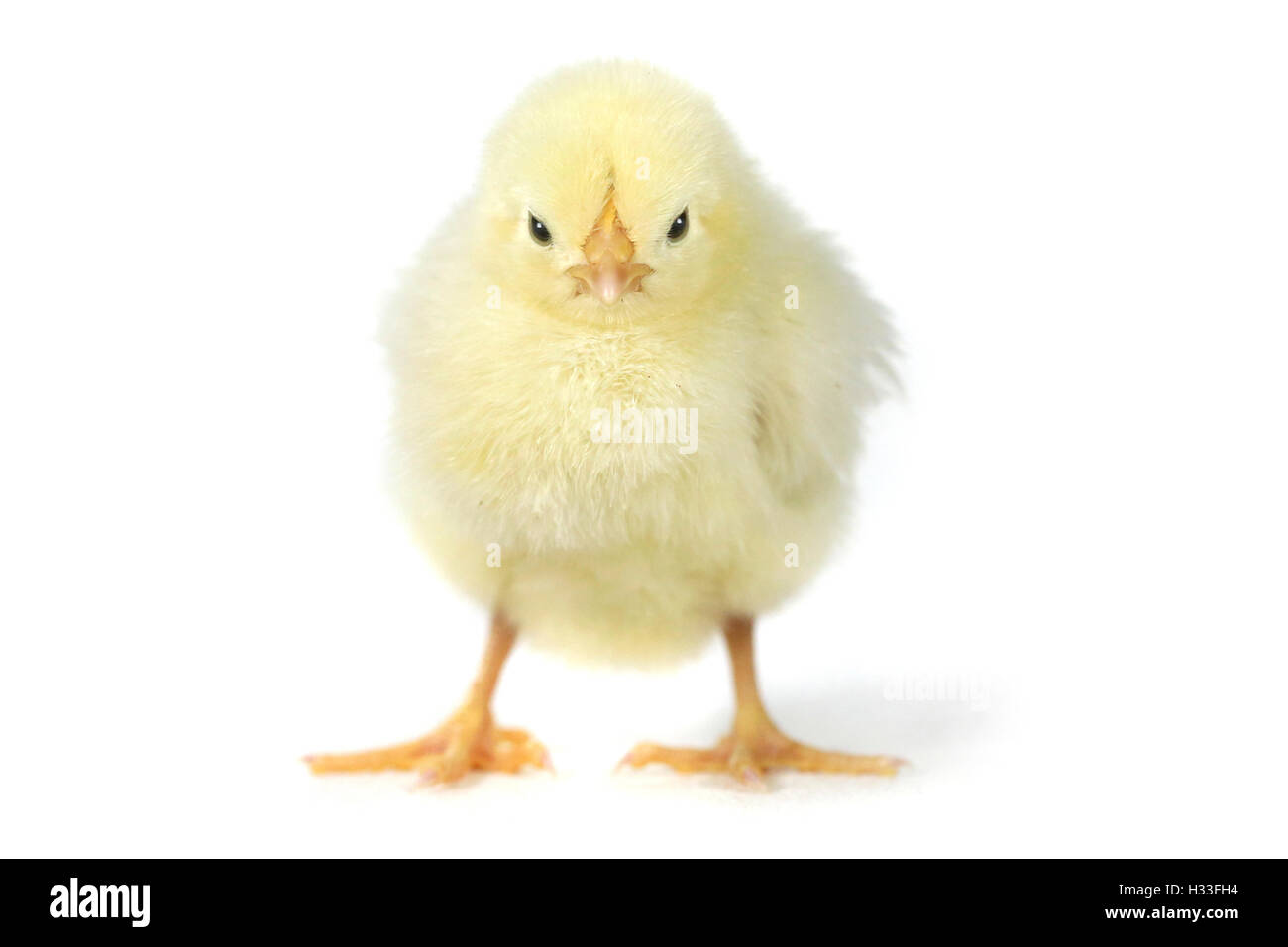 Adorable Baby Chick Chicken on White Background Stock Photo - Alamy